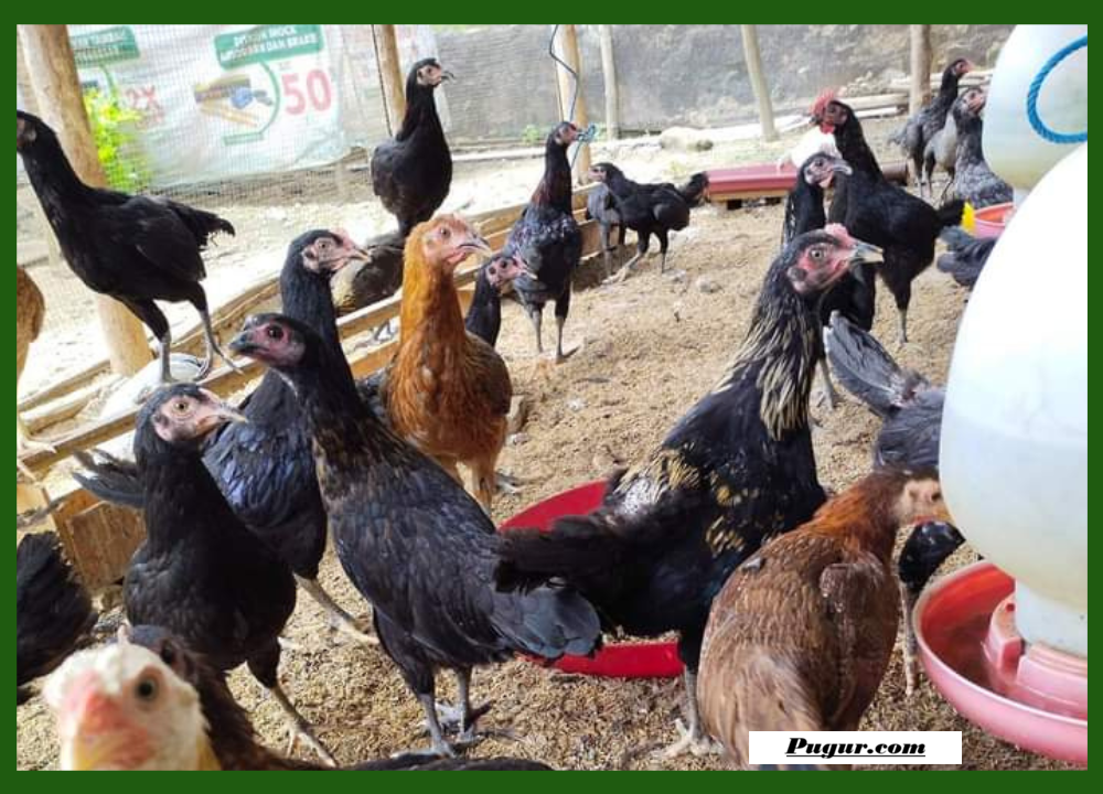Peluang Usaha Ternak Ayam KUB Modal Minim di Kampung, Lengkap dari Kandang hingga Pemasaran