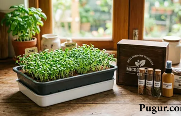 Ide Bisnis Menjual Kit Microgreens untuk Pemula, Peluang Usaha Menarik dari Rumah