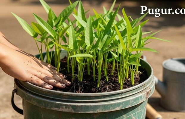 Ide Bisnis Membuat Paket Tanam Kangkung untuk Pemula