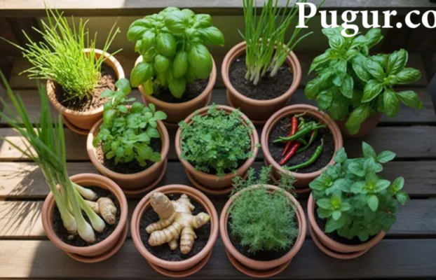 Ide Bisnis Menjual Tanaman Bumbu Dapur dalam Pot Kecil