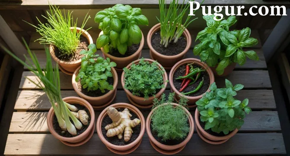 Ide Bisnis Menjual Tanaman Bumbu Dapur dalam Pot Kecil