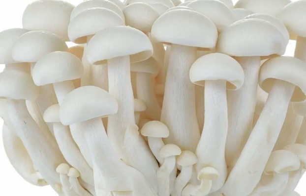 Peluang Usaha Membuat Paket Tanam Jamur Tiram Mini