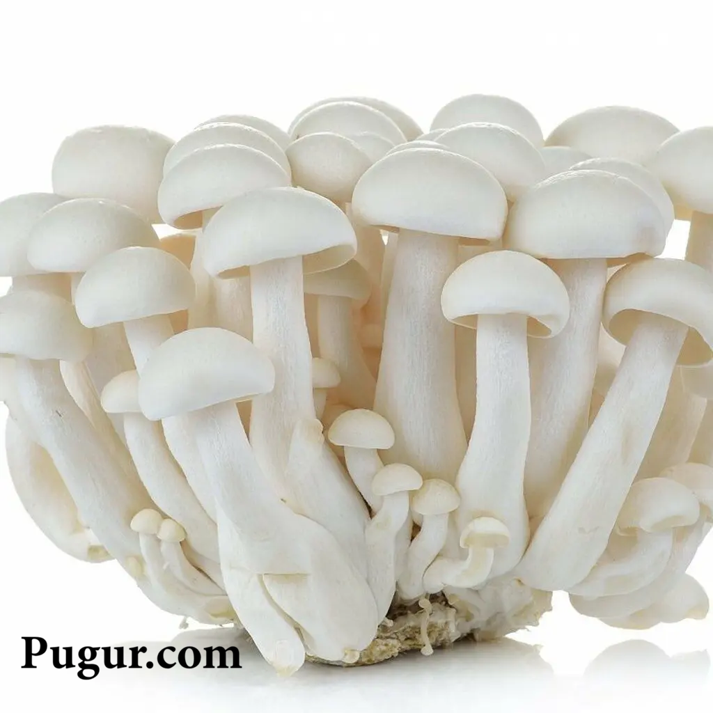 Peluang Usaha Membuat Paket Tanam Jamur Tiram Mini